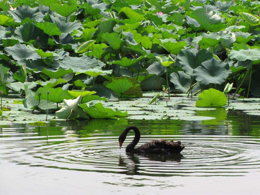 金源油茶生(shēng)态園圖片