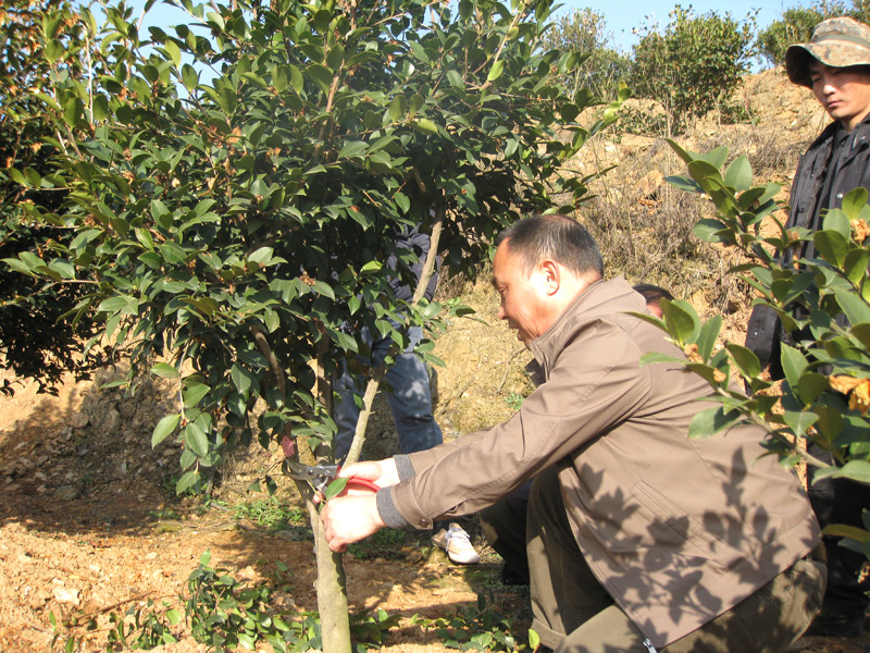 江西油茶專家李鐵明修剪油茶教學照(zhào)片