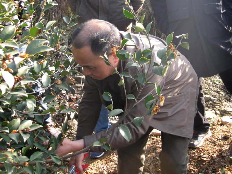 江西油茶專家李鐵明現場指導如(rú)何修剪油茶樹(shù)