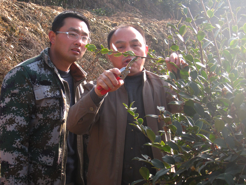 油茶專家李鐵明現場演示如(rú)何修剪油茶樹(shù)