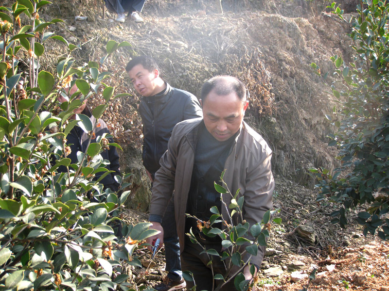 江西油茶專家李鐵明現場指導如(rú)何修剪油茶樹(shù)