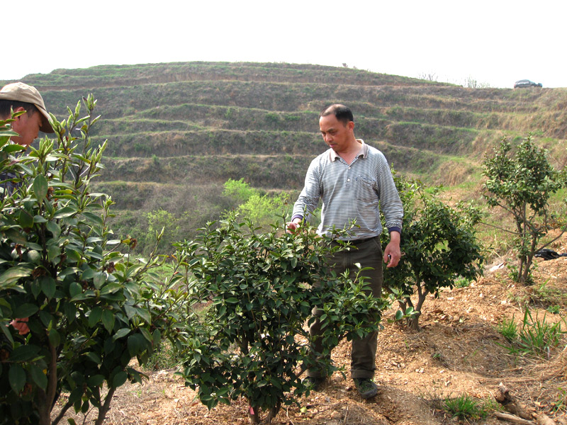 油茶專家李鐵明講授油茶樹(shù)修剪知識