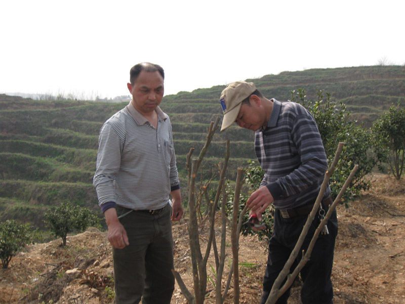 江西油茶專家李鐵明現場指導如(rú)何修剪油茶樹(shù)