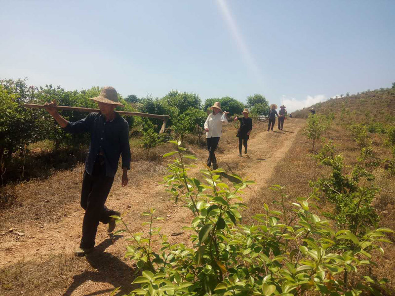 農民(mín)工(gōng)爲油茶樹(shù)除草，幹勁十足！