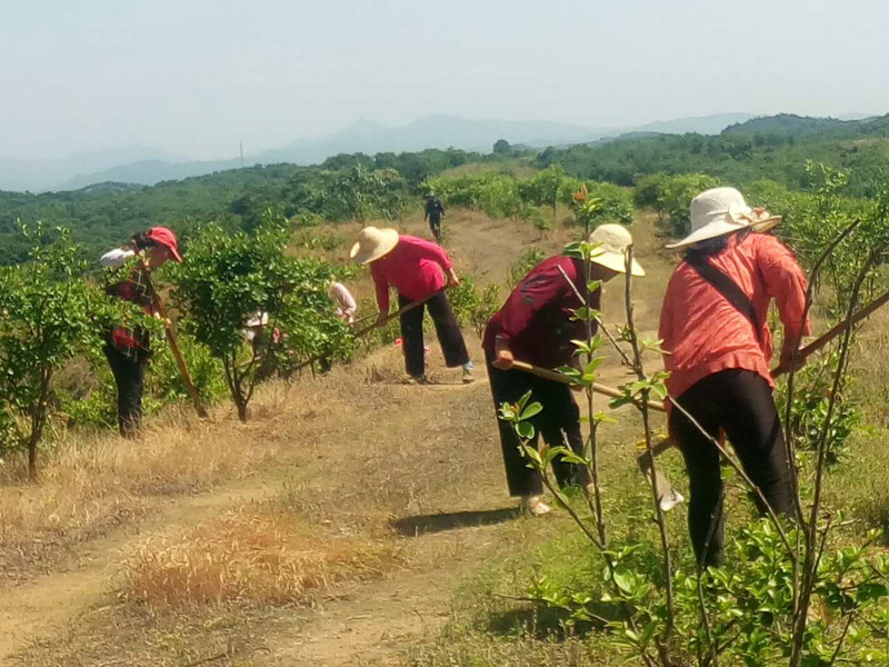 農民(mín)工(gōng)爲油茶樹(shù)除草，幹勁十足！