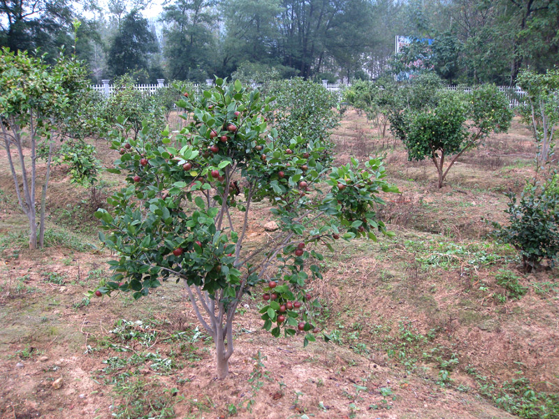 油茶果樹(shù)