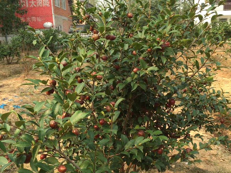 油茶果樹(shù)-果實累累