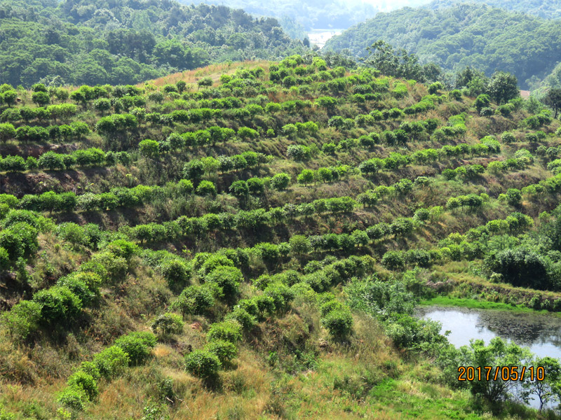 油茶樹(shù)山(shān)