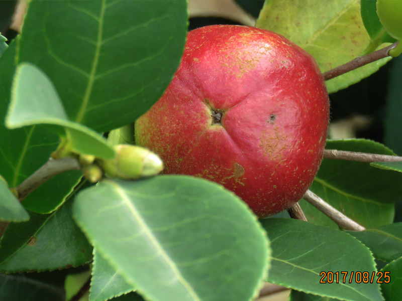 油茶樹(shù)果