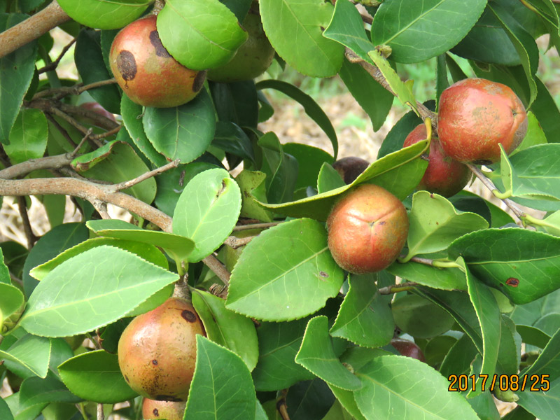 油茶樹(shù) 碩果累累