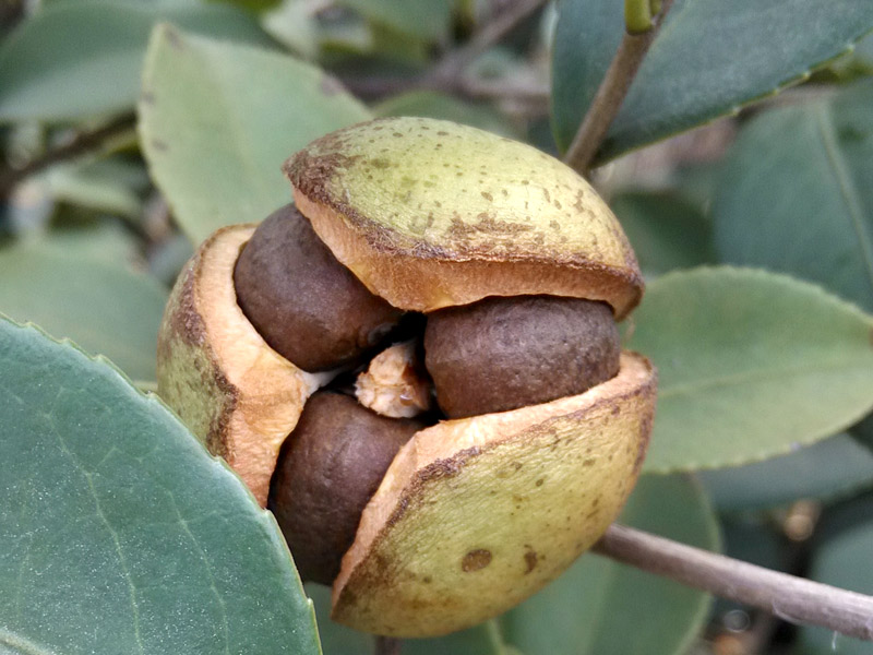 熟了的油茶樹(shù)果