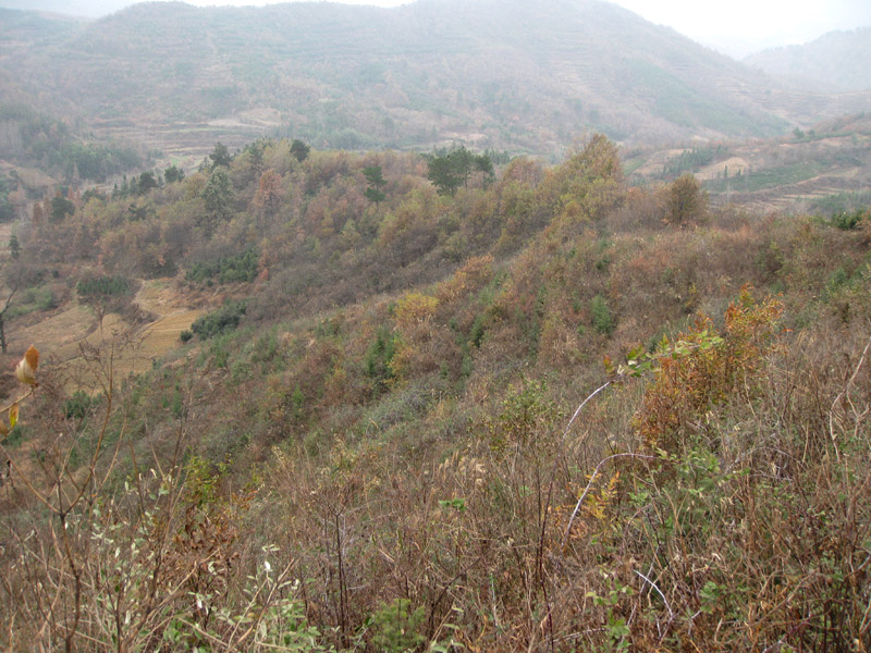 七湖油茶基地