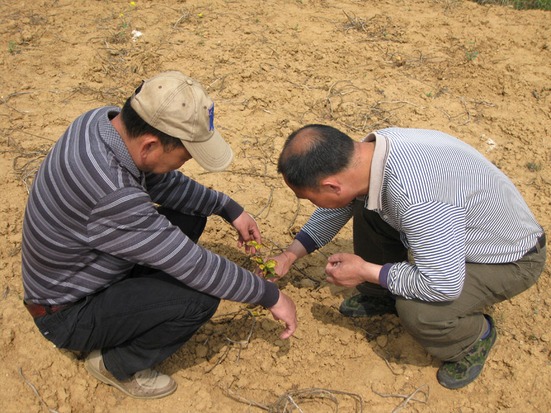 江西油茶專家李鐵明現場指導如(rú)何修剪油茶樹(shù)