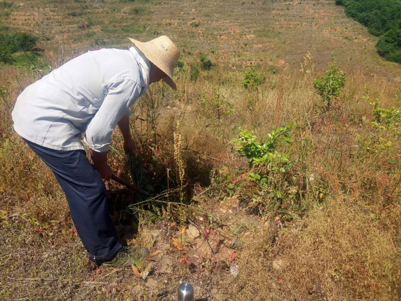 農民(mín)工(gōng)爲油茶樹(shù)除草，幹勁十足！