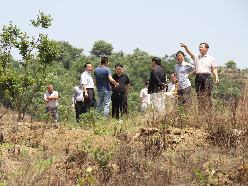 市領導一行莅臨油茶基地參觀考察