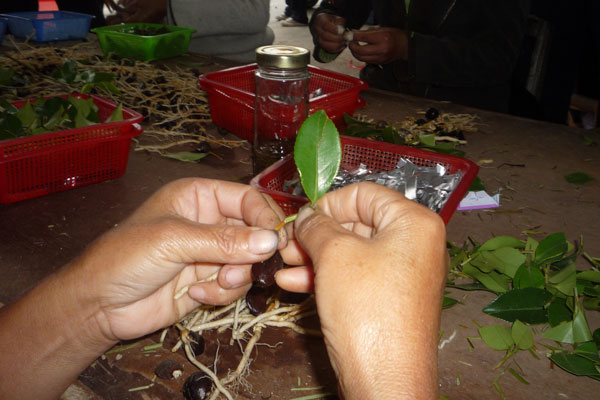 油茶芽苗砧嫁接