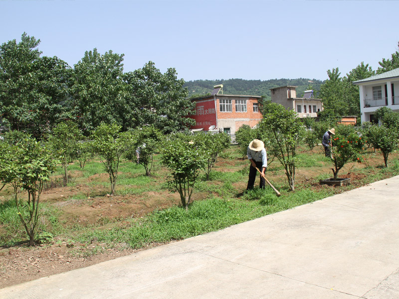 基地茶樹(shù)除草