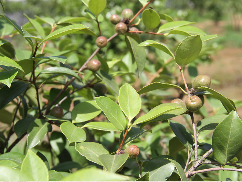 基地茶樹(shù)生(shēng)長旺盛