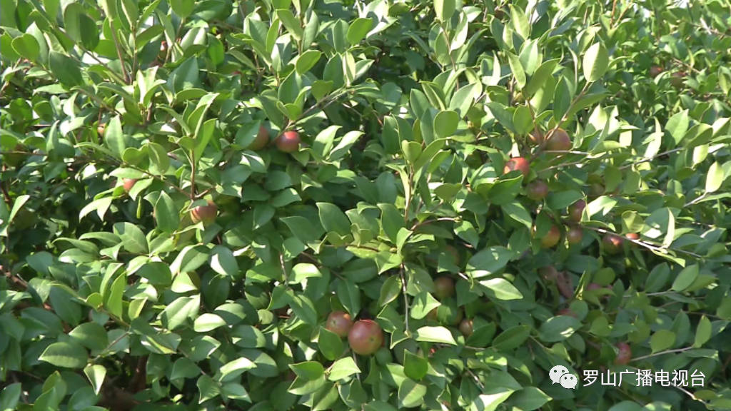 金源油茶：茶果飄香采摘忙