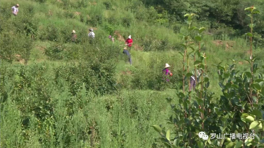 金源油茶：茶果飄香采摘忙