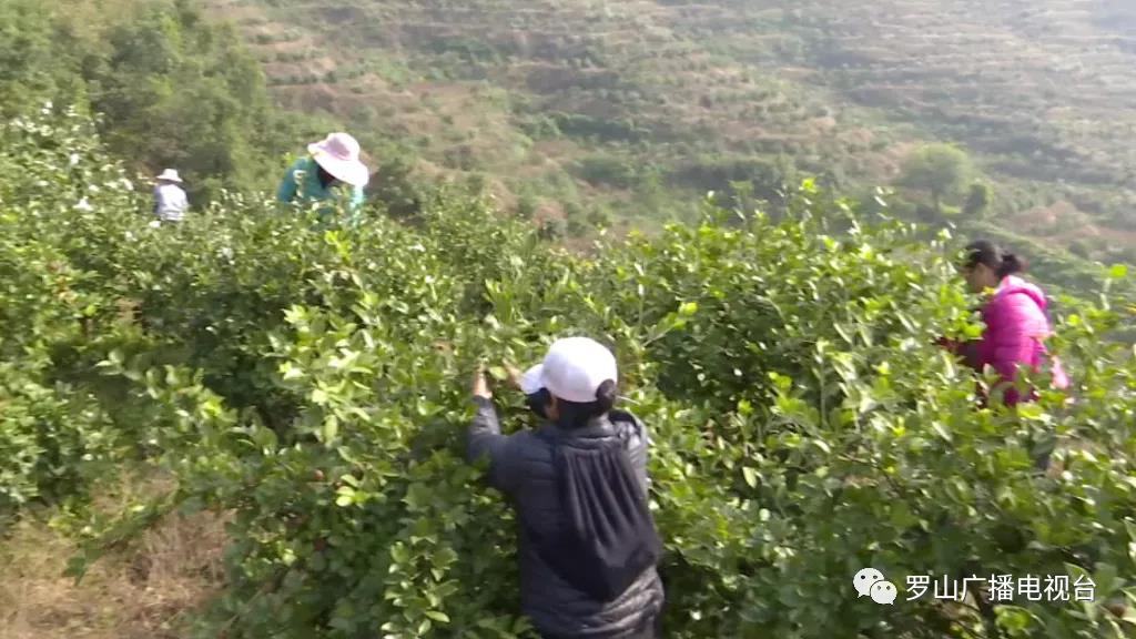 金源油茶：茶果飄香采摘忙