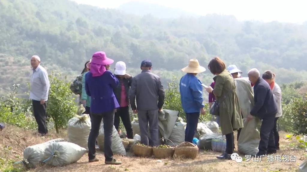 金源油茶：茶果飄香采摘忙