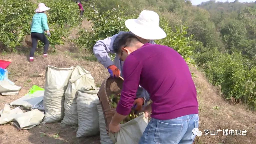 金源油茶：茶果飄香采摘忙