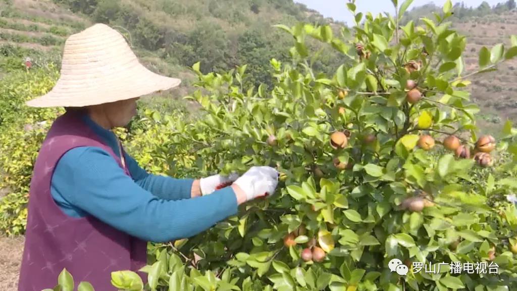 金源油茶：茶果飄香采摘忙