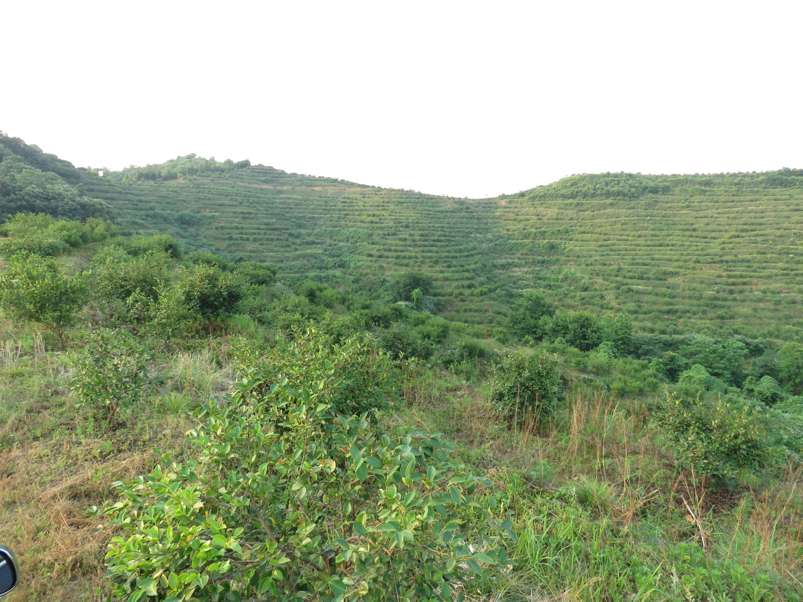 油茶基地