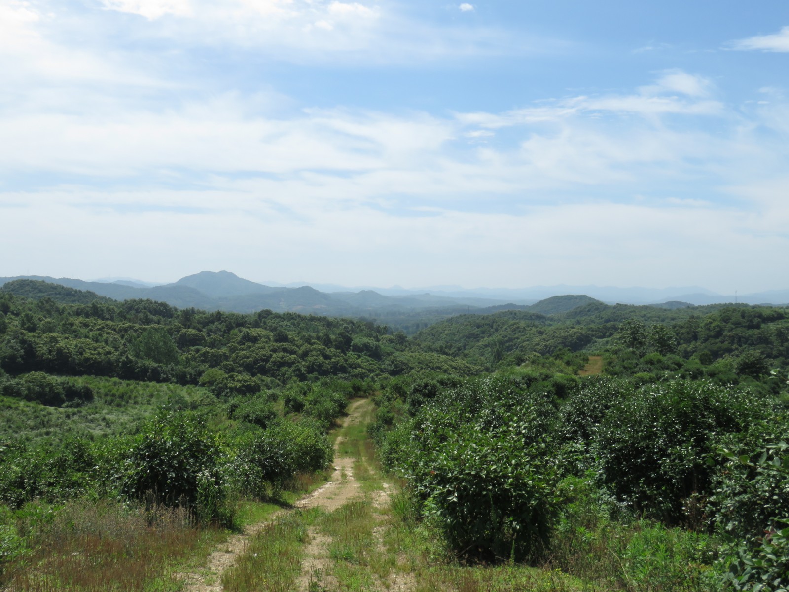 金源油茶基地-七湖