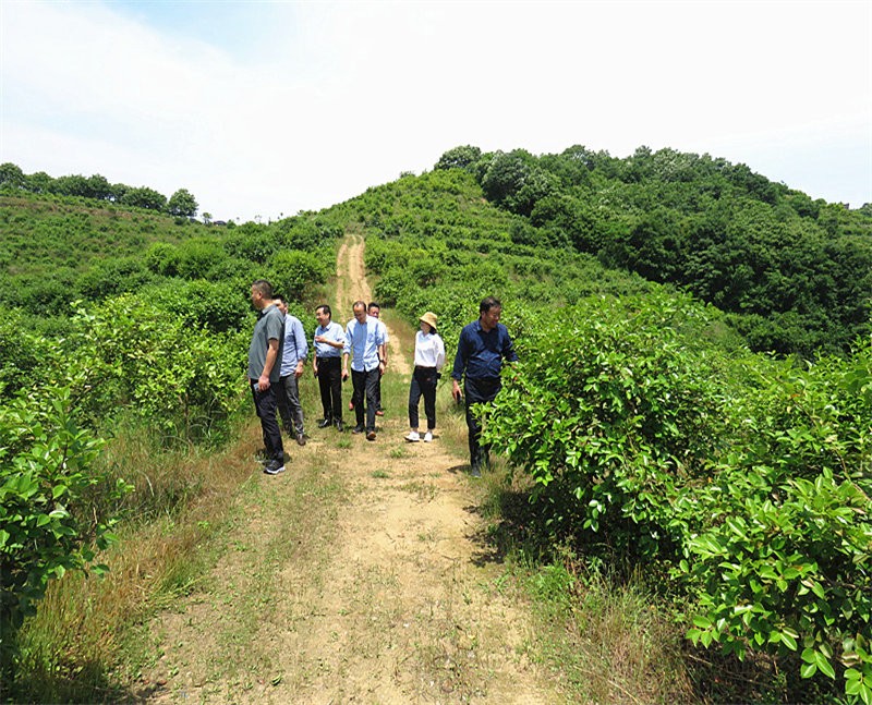 信陽市農業銀行行長到金源油茶基地視察