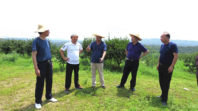 信陽市油茶協會會長熊維政來(lái)金源油茶基地視察