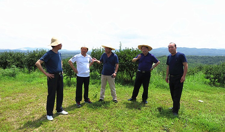 信陽市油茶協會會長熊維政來(lái)金源油茶基地視察