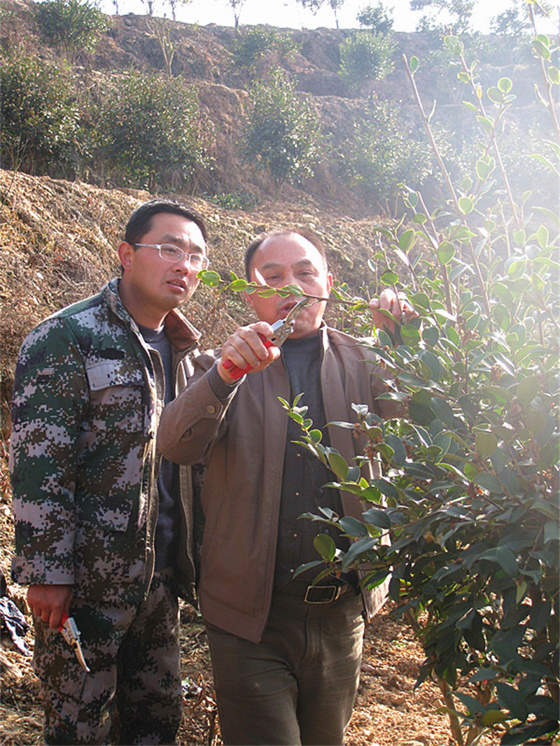 李鐵明修剪油茶教學照(zhào)片--李鐵明