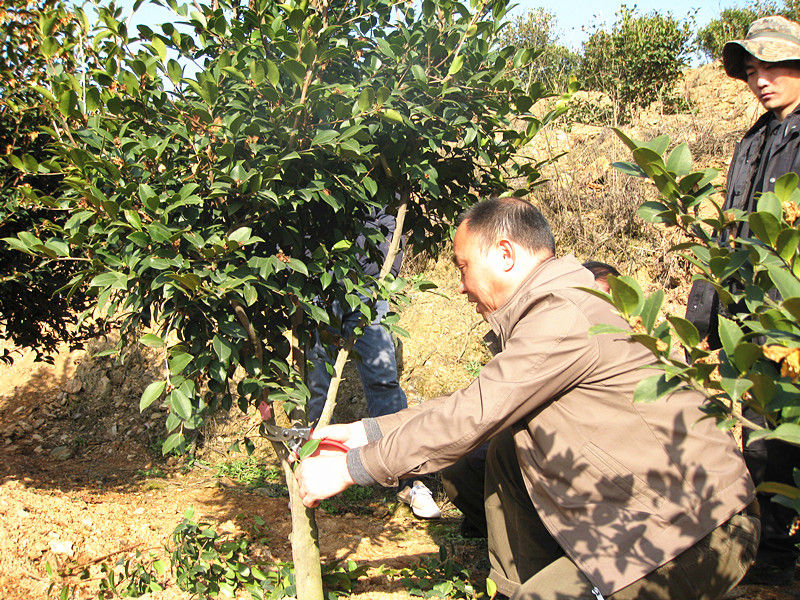 李鐵明修剪油茶教學照(zhào)片--李鐵明