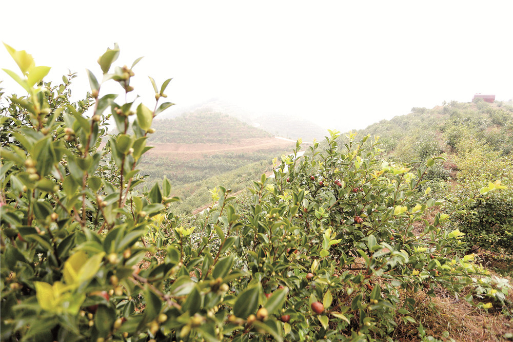 河南(nán)羅山(shān)：油茶樹(shù)上結出“緻富果”