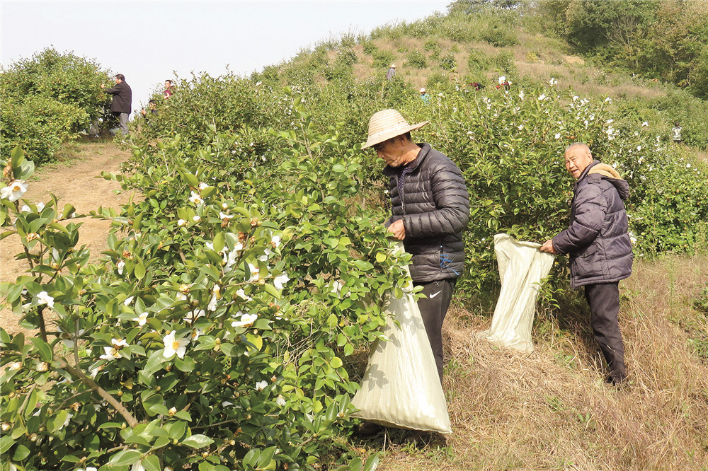 河南(nán)羅山(shān)：油茶樹(shù)上結出“緻富果”